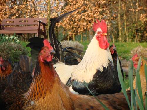 woodchip for hens and chickens