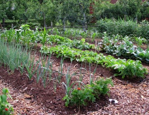 mulching vegetable plants